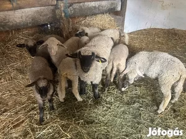 Вівці (партія, стать не вказано), Merino sheep — Угорщина