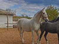 فرس, Lipizzaner — الصورة 2