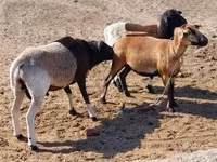 Sheep, Cameroon sheep — photo 3