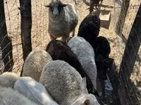 Sheep, Merino sheep — photo 7