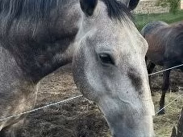 Koń, Lipizzaner — Węgry