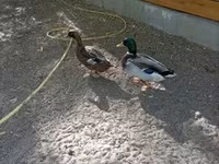 Ducks — Foto 3