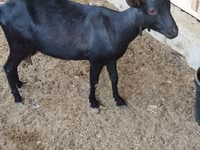 Echki, Alpine goat — 4-rasm