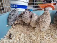 Quails — zdjęcie 3