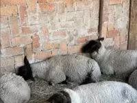 母羊, White Suffolk sheep — 照片 1