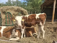 Kuh, Simmental cattle — Foto 4
