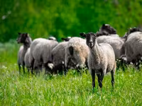 Ovan, Romanov sheep — fotografija 4