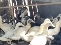 Ducks — Foto 3