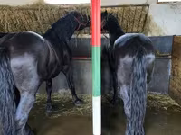 Айғыр, Nonius horse — 1-сурет