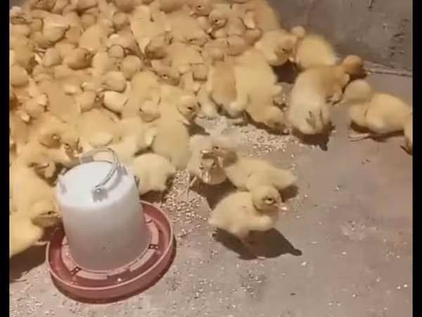 Німецький пекин