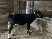 मवेशी (लॉट, लिंग निर्दिष्ट नहीं), Russian Black pied cattle — फ़ोटो 7