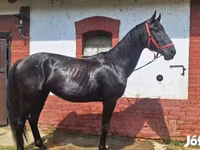 Pastuv, Nonius horse — fotografija 4