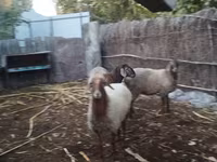 Brebis, Moutons — photo 6