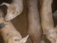 猪（批次，未指定性别）, Pigs — 照片 2