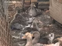 Geese — 照片 1