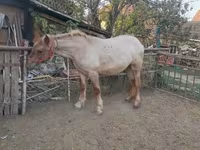 Horse (M), Horses — photo 2
