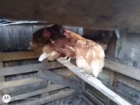 Chickens — zdjęcie 1