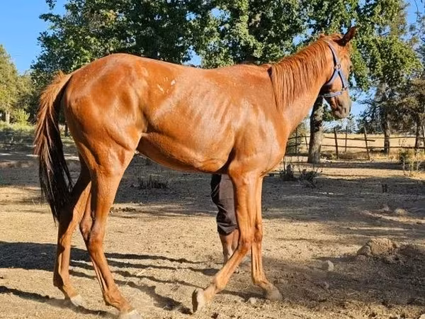 Mare, Arabian horse