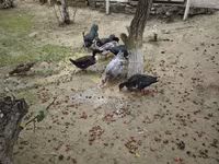 Ducks — zdjęcie 4