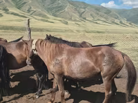 Égua, Cavalos — foto 4