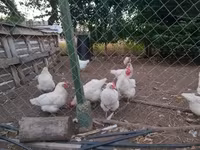 Chickens — photo 1