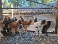 Brahma — Foto 4