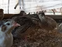 Quails — الصورة 3