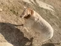 Bélier, Dorper sheep — photo 7