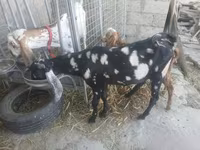 Billy Goat, Beetal goats — photo 8