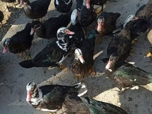 Ducks