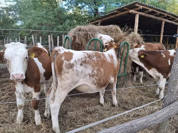 Kuh, Simmental cattle