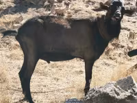 Boucs, Alpine goat — photo 4