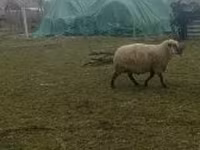 Ovan, Shroshire sheep — fotografija 3