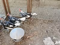 هامبورغ — الصورة 2