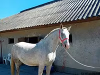 حصان, Lipizzaner — الصورة 3