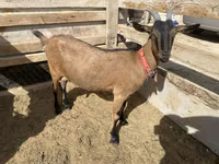 Chèvre, Saanen goat — photo 4