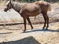 Chevaux (lot, sexe non indiqué), Chevaux — photo 1