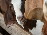 雄ヤギ, Boer goat — 写真 1