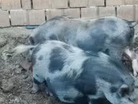 मादा सूअर, सूअर — फ़ोटो 1