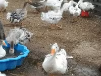 Geese — fotografija 7