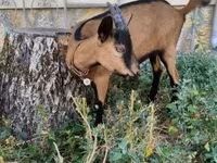 Echki, Alpine goat — 4-rasm