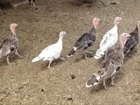 Turkeys — zdjęcie 3