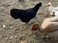 Chickens — fotografija 4