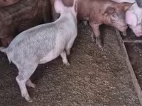 Cerdos (lote, sexo no especificado), Дюрок — foto 5