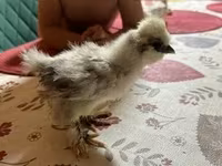 Silkie — zdjęcie 1