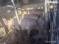 母猪, Pigs — 照片 5