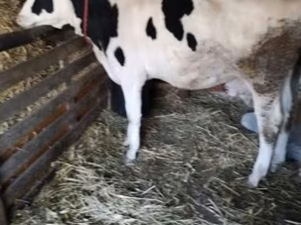 Krowa, Russian Black pied cattle — Węgry