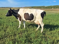 Cow, Simmental cattle — photo 2
