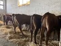 Buğa, Mal-qara — foto 4