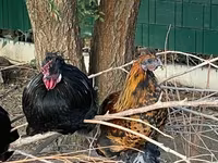 Chickens — 照片 2